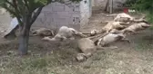 Sel ve doluda 70'i aşkın koyunu telef oldu: 