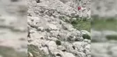 Tunceli'de çengel boynuzlu yaban keçi sürüsü görüntülendi