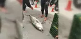 Zıpkınla 37 kiloluk akya balığı yakaladı