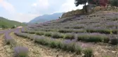 ADANA'DA LAVANTALAR ÇİÇEK AÇTI