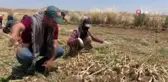 Şanlıurfa'da sarımsak hasadı başladı