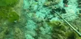 Çürüyen deniz salyası bu haliyle dehşete düşürdü