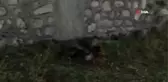 Tavuğunu yiyen tilki ile vatandaşın diyaloğu güldürdü