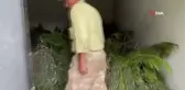 Kaybolmaya yüz tutmuş ipek böceği yetiştiriciliği Nallıhan'da hayat bulmaya devam ediyor