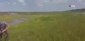 Ömerli Barajı'nda korkutan balık ölümleri