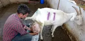 Sahibi büyük şaşkınlık yaşadı! Beslediği keçi bir günde ağırlığının yarısı kadar süt vererek rekor kırdı