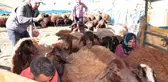 Çektiği videolarla fenomen olan çoban, sosyal medyadan ayda 5 ila 20 bin lira arasında kazanıyor