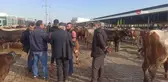 Kurban pazarında hareketlilik başladı
