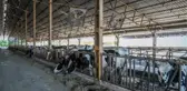 SÜT İNEKLERİ, KAVURUCU SICAKTAN 'DUŞLAMA' İLE KORUNUYOR