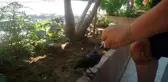 Yaralı kargaya esnaf sahip çıktı