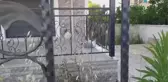 Seferihisar'da yaralı bulunan martı tedaviye alındı