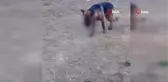 Ayvalık'ta sahipli bir köpeğin hunharca katledildiği iddiası