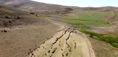 Bayburt'un ıssız meraları devlet desteğiyle alınan koyunlarla şenlendi