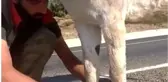 Bingöl'de iki ayağı bağlı eşeği vatandaşlar kurtardı