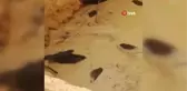 Domuzlar su dolu çukura düştü, çoğu telef oldu ikisi kurtarıldı