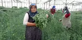 Köyden Hollanda ve İngiltere'ye karanfil ihracatı