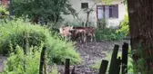 Sağanak su baskınlarına neden oldu