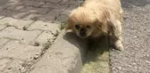 SULTANBEYLİ'DE KOMŞULARIN KÖPEK TARTIŞMASI, SOPALI KAVGAYA DÖNÜŞTÜ