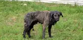 ZİFTE BULANAN KÖPEK 3,5 SAATTE TEMİZLENİP, TEDAVİYE ALINDI