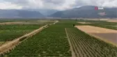 Gaziantepli çiftçiler üzüm hasadı için gün sayıyor
