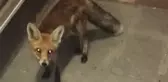 Her gün bakımevine gelen tilkiyi besliyor