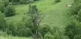 Köy yakınlarına kadar gelen ayıyı böyle görüntülediler
