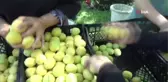 Sarı altın iç piyasanın yanı sıra yurt dışına da ihraç ediliyor