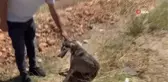 Yaralı köpek için seferber oldular
