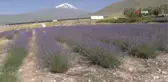 Ağrı Dağı eteklerinde yetiştirilen lavanta çiçeklerinden kozmetik ürünler elde edilecek