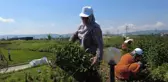 Tıbbi ve Aromatik Bitkiler Bahçesi'nde ilk hasat yapıldı