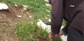 Kopartılmasının cezası 80 bin lira olan endemik kardelen bitkisinin kozmetik ve sağlık sektörü için sökümü başladı