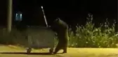 YİYECEK ARAYAN AYI, ÇÖP KONTEYNERİNİ SÜRÜKLEYİP DEVİRDİ