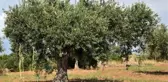 Zeytinyağı markasından 'Anıt zeytin ağaçlarını koruma' projesi