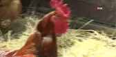 6'ncı kez yumurtlayan horoz görenleri şaşkına çevirdi