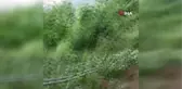 Aç kalan ayılar, kiraz ağaçlarına dadanınca çiftçiler zarar etti