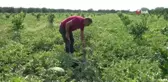 Adana karpuzu tarlada 35 kuruşa düştü