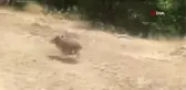 Çeltik tarlalarını kuraklık ve domuz sürüsü vurdu