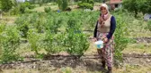 3 yıl önce 5 dönüm araziye nadir bulunan bu meyveyi ekti, bu yıl 250 bin lira kazanacak
