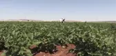 Hasadına başlanan patlıcan, verimi ve fiyatıyla üreticisinin yüzünü güldürüyor