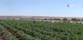 Kilis'te patlıcan hasadı başladı...Kilosu tarlada 2 TL'den satılıyor