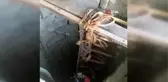 Kuyuya düşen kedi kurtarıldı