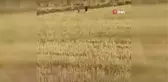 Mısır tarlasındaki domuzlar tedirginliğe neden oldu