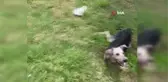 Son dakika haberleri... Ölmek üzere olan sokak köpeğine itfaiye yardım etti