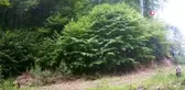 Bolu'da yaban hayat fotokapanla görüntülendi