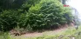Bolu'da yaban hayatı fotokapanla görüntülendi