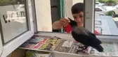 Daha hesabı şaşırdığı görülmedi! Kasiyer karganın çalışkanlığı hayrete düşürüyor