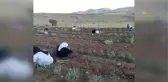 Gercüş'te lavanta hasadı yapıldı