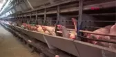 KAHRAMANMARAŞ TAVUKLARI ÖLEN KADIN GİRİŞİMCİYE, BAKAN PAKDEMİRLİ'DEN 5 BİN HAYVANLA DESTEK
