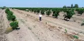 Narenciye bahçesindeki 108 ağacı baltayla kestiler