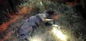Boğulmak üzere olan köpek son anda kurtarıldı